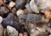 pobřežník obecný (Brouci), Elaphrus riparius (Coleoptera)
